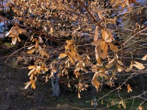 チドリノキの果実の写真