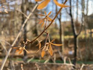 オオツクバネウツギの果実の写真
