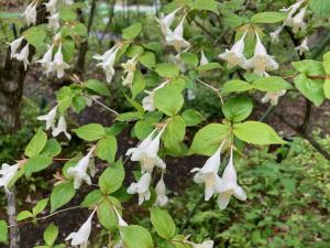 オオツクバネウツギの花の写真