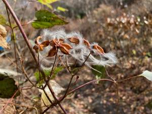 センニンソウの果実の写真