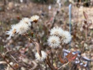 ノコンギクの果実の写真
