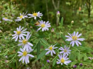 ノコンギクの花の写真
