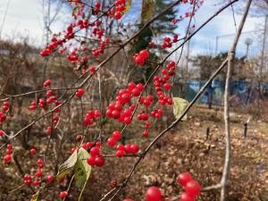 ハナヒョウタンボクの果実の写真