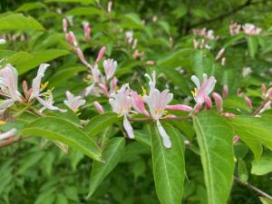 ハナヒョウタンボクの花の写真