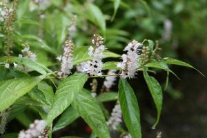 シモバシラの花の写真