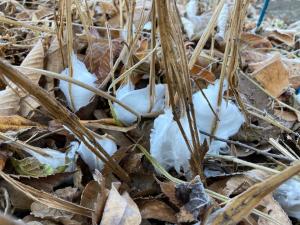 シモバシラの霜柱現象の写真