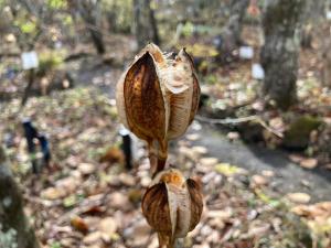 ウバユリの果実の写真