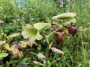 ウバユリの花の写真