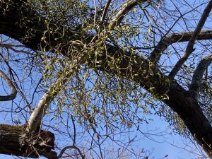 ヤドリギの果実の写真