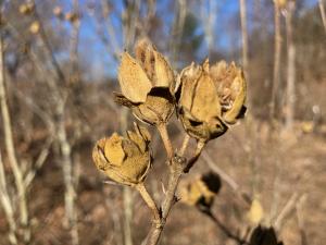 ムクゲの果実の写真