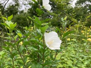 ムクゲの花の写真