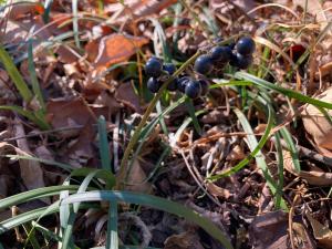 オオバジャノヒゲの種子