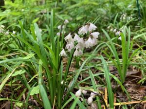 オオバジャノヒゲの花の写真