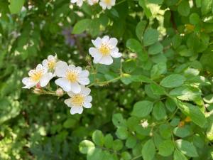 ノイバラの花の写真