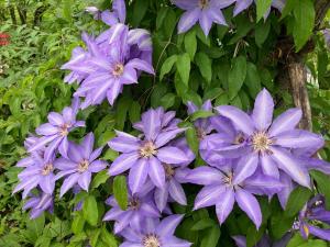 カザグルマの花の写真