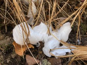 シモバシラの霜柱現象の写真