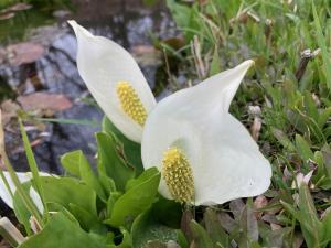 ミズバショウの花の写真
