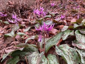 カタクリの花の写真