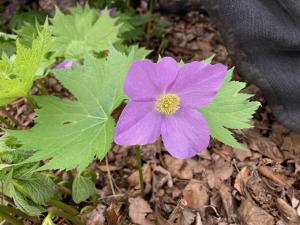 シラネアオイの花の写真
