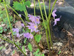 トガクシソウの花の写真