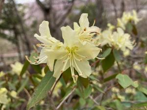 ヒカゲツツジの花の写真