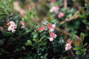 コケモモの花の写真