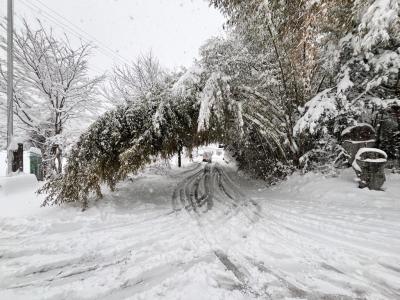 積雪により道路にはみ出した樹木の写真