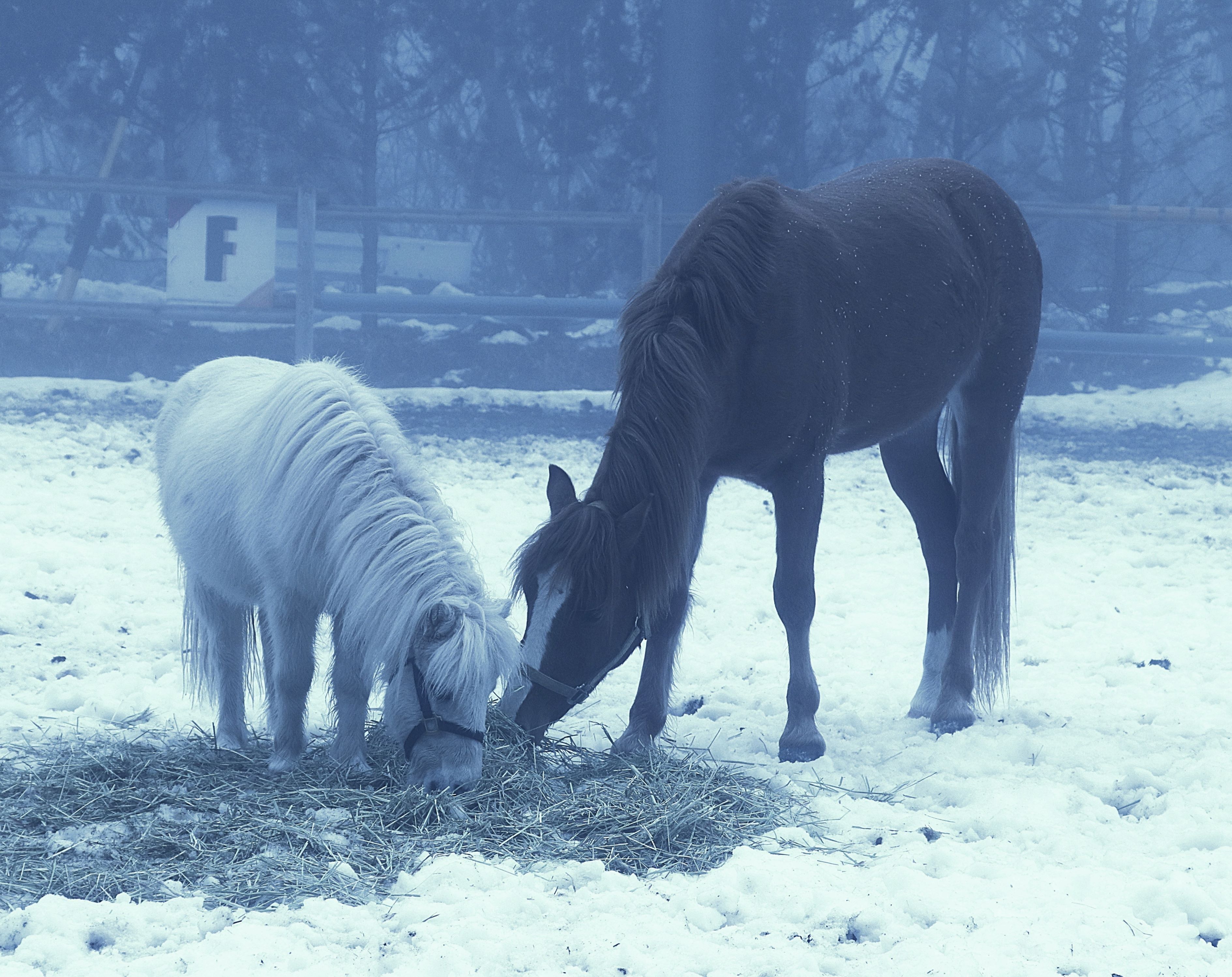 軽井沢病院だよりの表紙画像