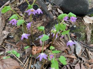 トガクシソウの花の写真