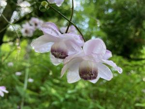レンゲショウマの花の写真