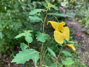 キツリフネの花の写真