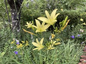 ユウスゲの花の写真