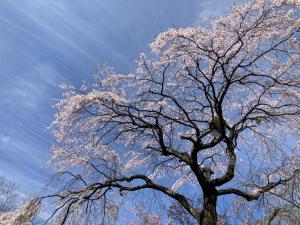 シダレザクラの花の写真