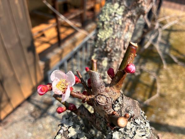 旧宅前の梅の花