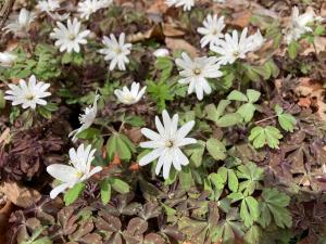 アズマイチゲの花の写真