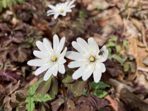 アズマイチゲの花の写真