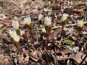 ヒトリシズカの花の写真