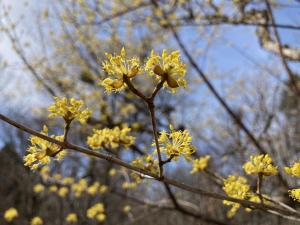 サンシュユの花の写真
