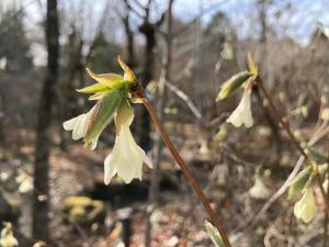アラゲヒョウタンボクの花の写真
