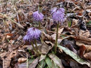 ショウジョウバカマの花の写真