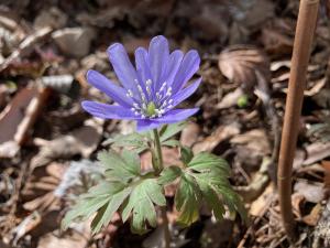 キクザキイチゲの花の写真