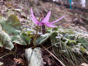 カタクリの花の写真