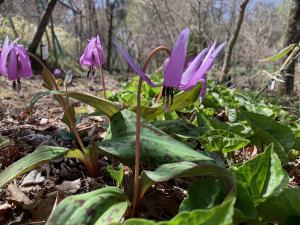 カタクリの花の写真