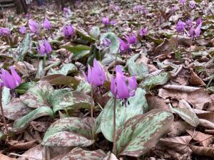 カタクリの花の写真
