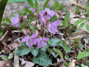 ヒナスミレ類の一種の花の写真
