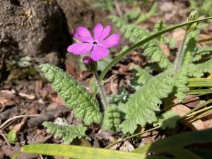 サクラソウの花の写真