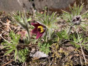 オキナグサの花の写真