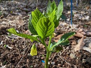 ハシリドコロの花の写真