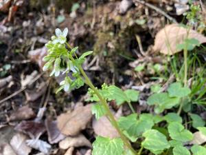 ワサビの花の写真