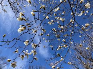 コブシの花の写真